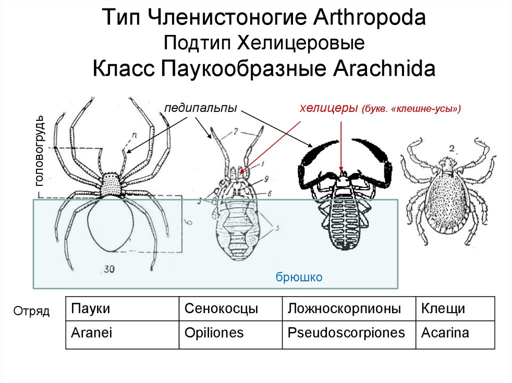 Структура и строение системы членистоногих Особенности брюшной цепочки и головного мозга раков, насекомых и паукообразных Расположение узлов и выработка гормонов