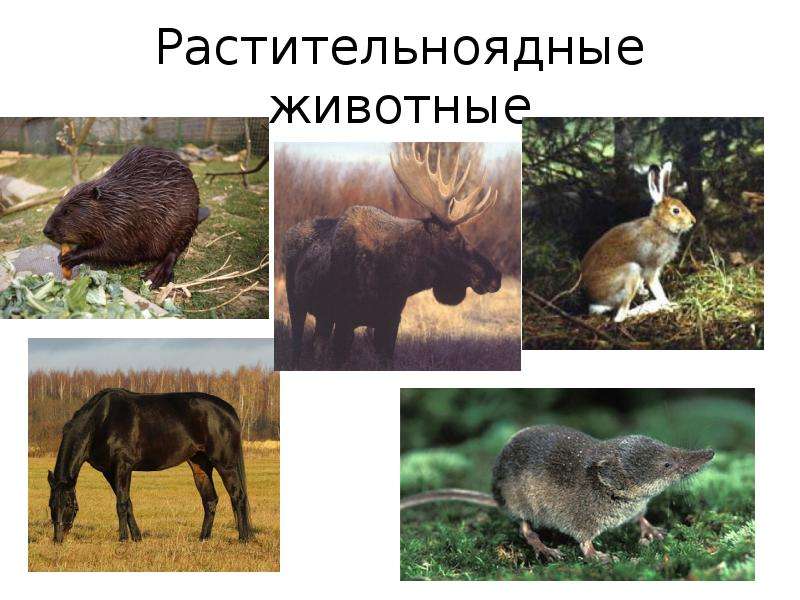 Травоядные, или растительноядные животные: характеристика, примеры и фото