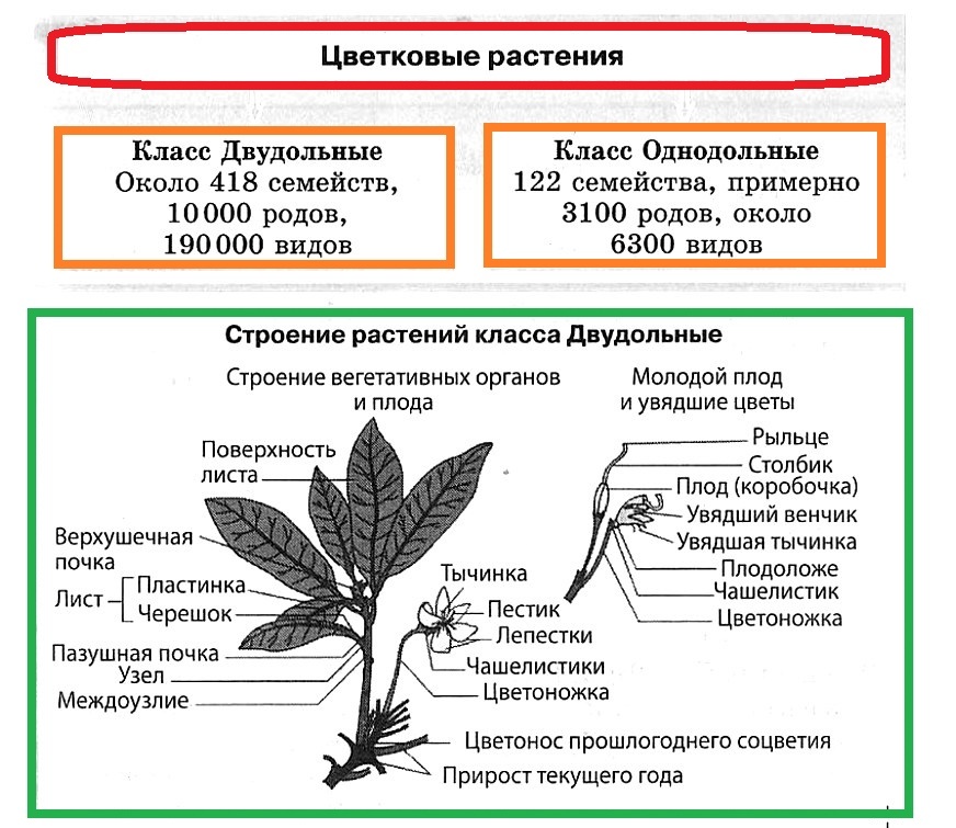 Какое число тычинок вероятнее всего будет у растения лист которого изображен на рисунке 9 почему