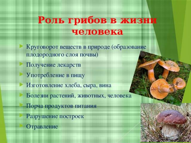 Значение грибов в природе и жизни человека - bio-learn.com