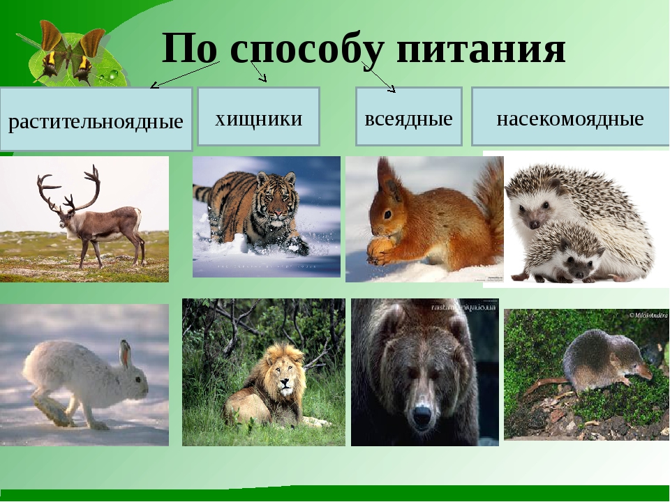 Список травоядных животных - list of herbivorous animals