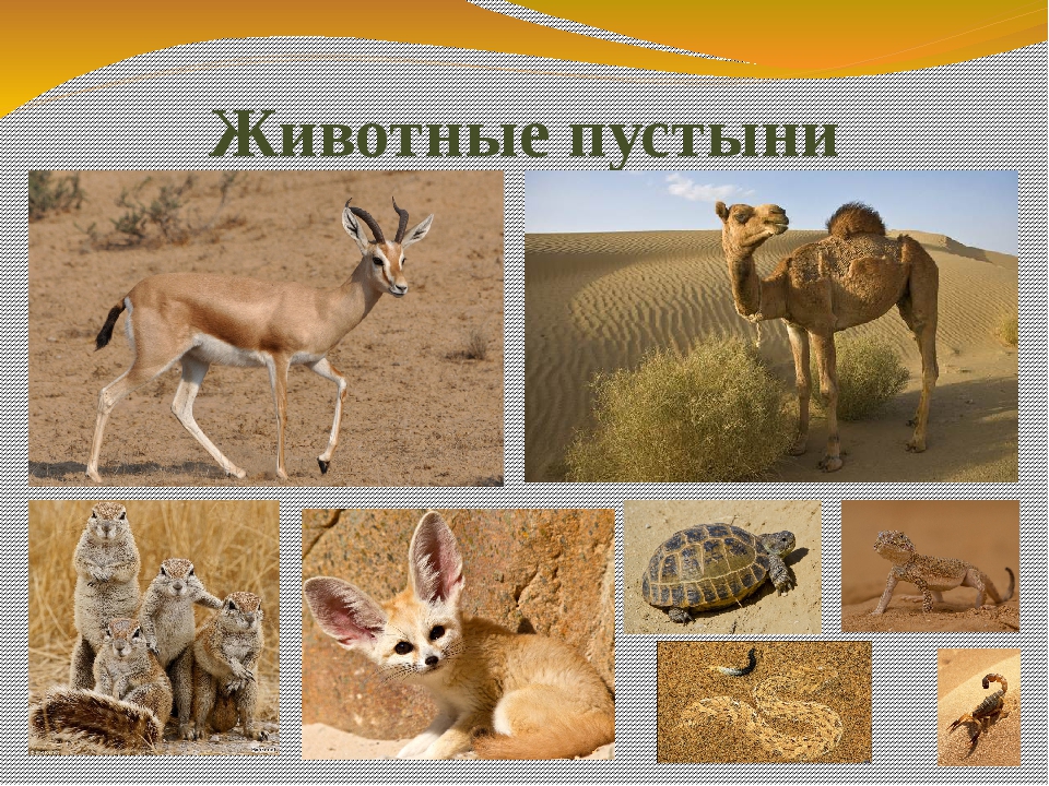 Какие животные и растения обитают в пустыне. Пустыни и полупустыни животный мир. Животный мипустыни и полупустыни. Пустыни и полупустыни Африки животные. Животные пустыни и полупустыни России.