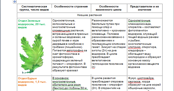 Систематические группы водорослей. Таблица отделы водорослей 7 класс биология. Отделы водорослей таблица 7 класс. Характеристика водорослей по отделам. Представители красных водорослей 5 класс биология таблица.