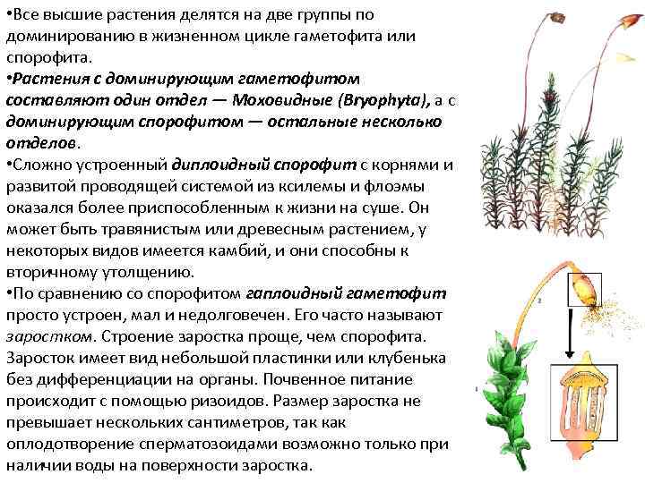 Разнообразие высших растений: происхождение и жизненный цикл, отличия от низших растений