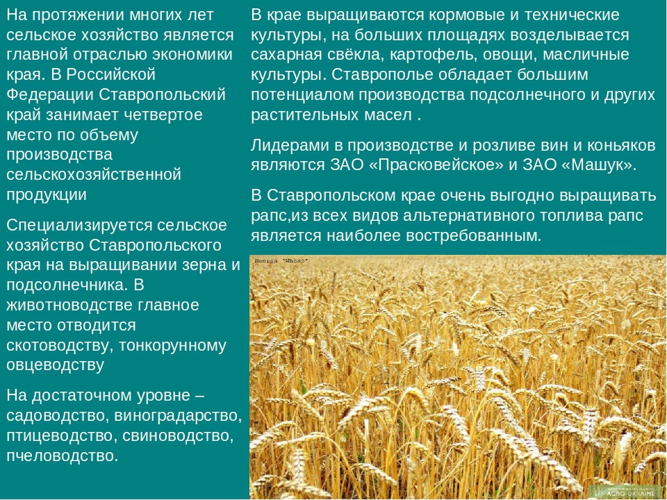 Растениеводство: сельскохозяйственное производство продуктов
