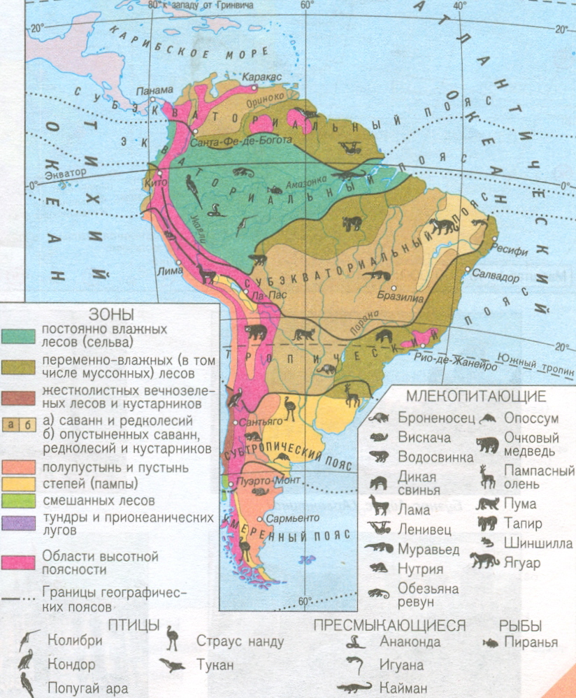 Географическое положение влажных экваториальных лесов африки и южной америки