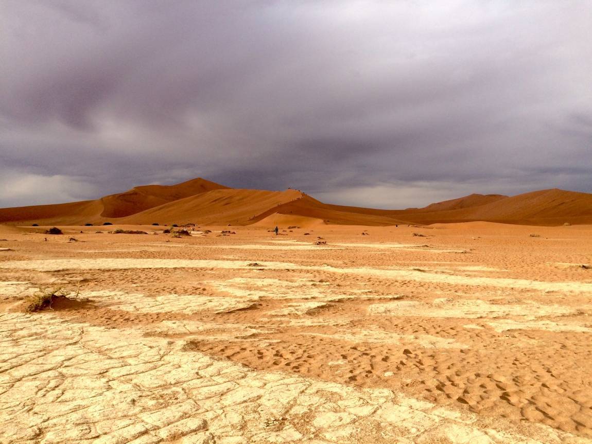 Пустыни и полупустыни — климат, животный мир и растительность