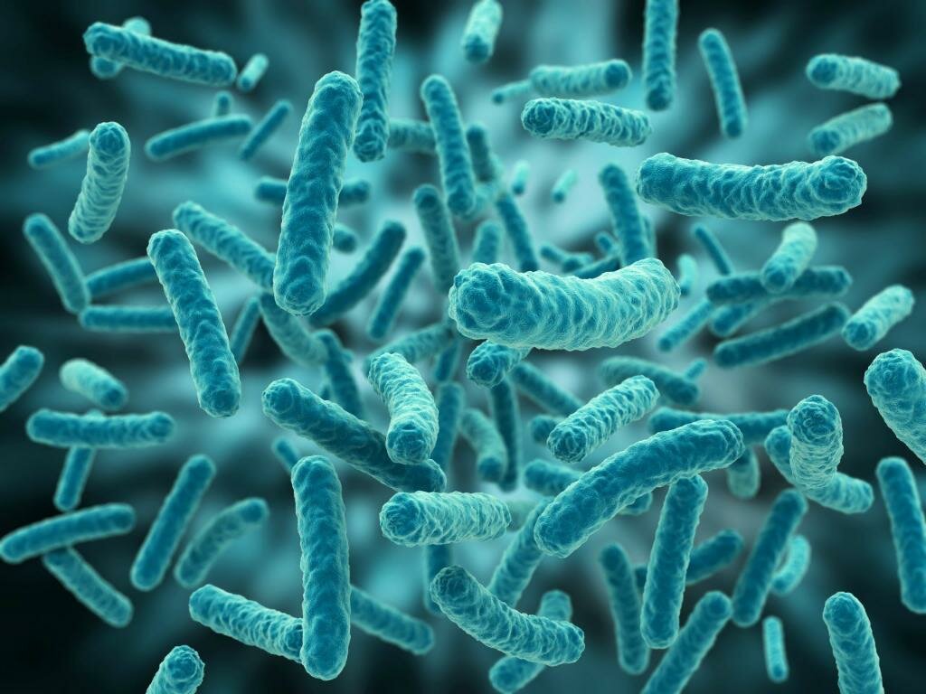 Особенности питания бактерий: типы и механизмы питания, факторы роста, ферменты бактерий