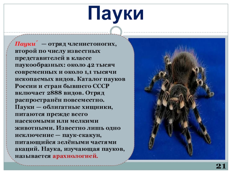 Конспект "класс паукообразные" - учительpro