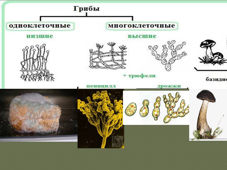 Мицелий грибов одноклеточный многоклеточный. Грибы паразиты многоклеточные или одноклеточные. Классификация грибов одноклеточные и многоклеточные. Схема грибы одноклеточные и многоклеточные. Строение гриба одноклеточные и многоклеточные.