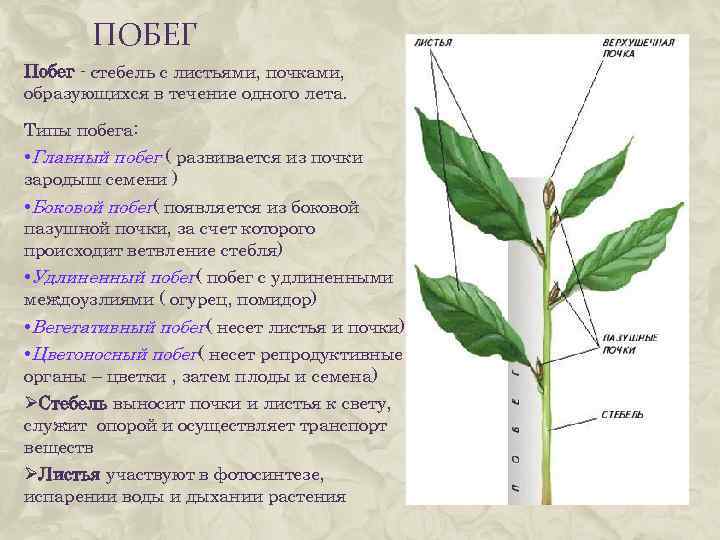 Стебель растения. строение, ветвление стебля, рост и функции