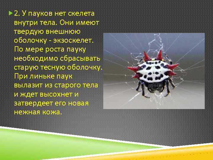 Класс паукообразные - bio-lessons