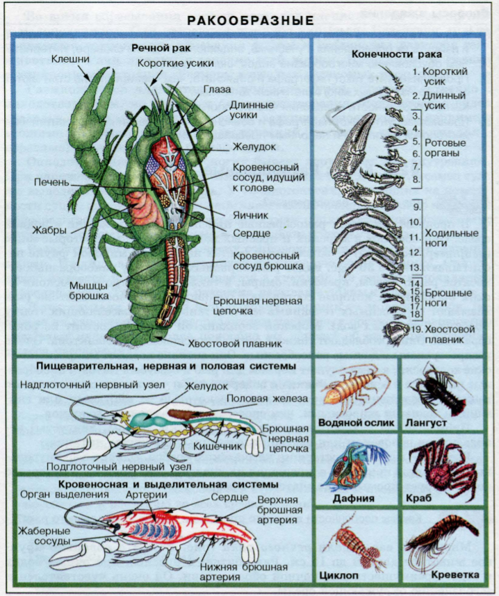 Описание пищеварительной системы членистоногих Различия органов выделения у ракообразных, насекомых и паукообразных, что такое зелёная железа и мальпигиевы сосуды
