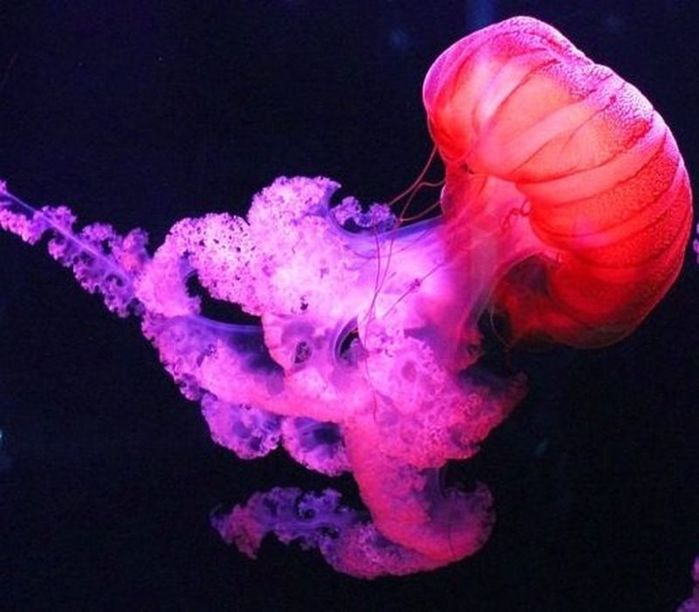 Строение медузы. строение сцифоидной медузы