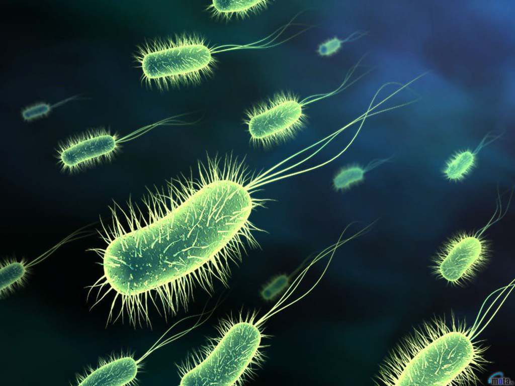 Настоящие бактерии (7 класс): виды, размножение, формы