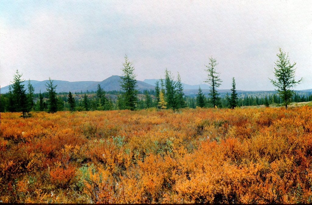 Лесотундра россии – фото зоны лесотундры, почва, климат