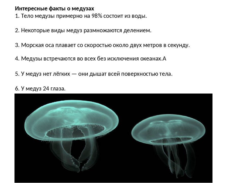 Интересная информация про медузу в докладе-сообщении Образ жизни, описание, размножение, питание, характеристика и классификация беспозвоночных обитателей морей