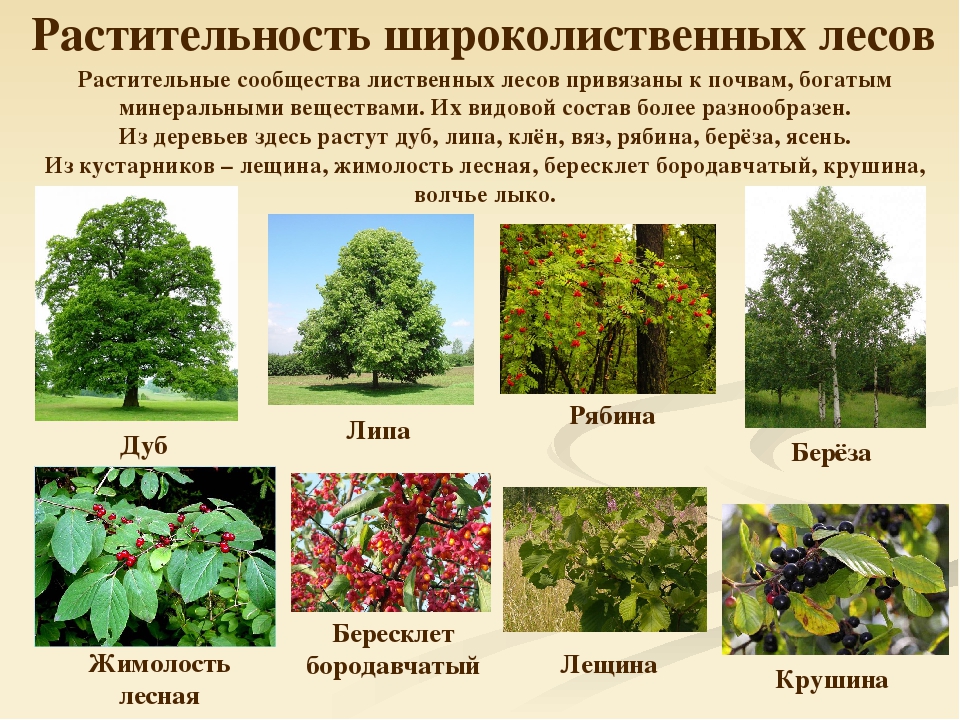 Хвойно-широколиственные (смешанные) леса русской равнины. климатические особенности. внутренние воды.