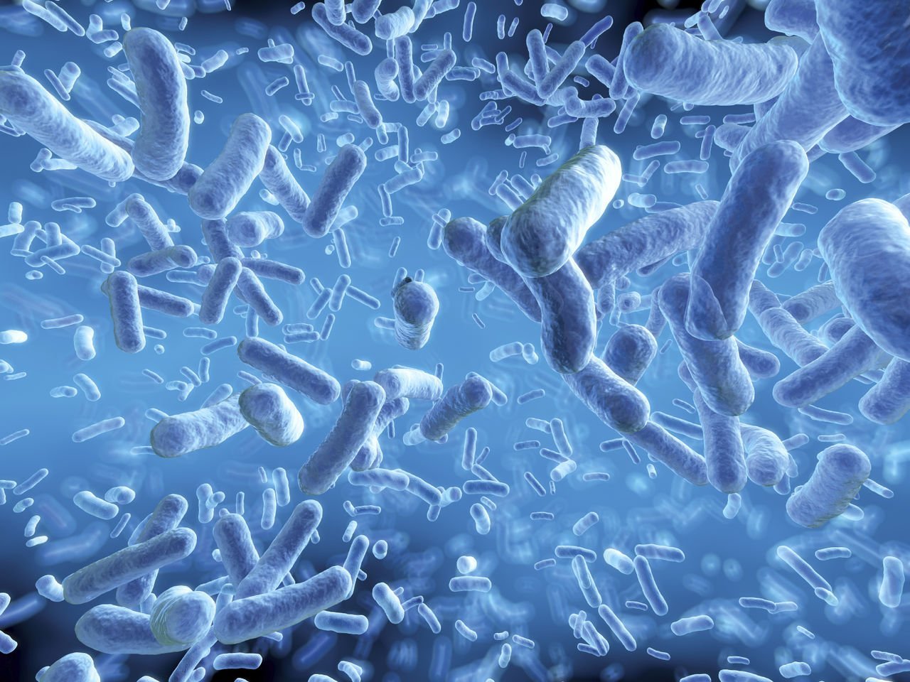 Царство бактерии общая характеристика, кто открыл бактерии, названия и примеры бактерий, чем питаются, как размножаются, запасное вещество бактерий, признаки симбиотических бактерий | tvercult.ru