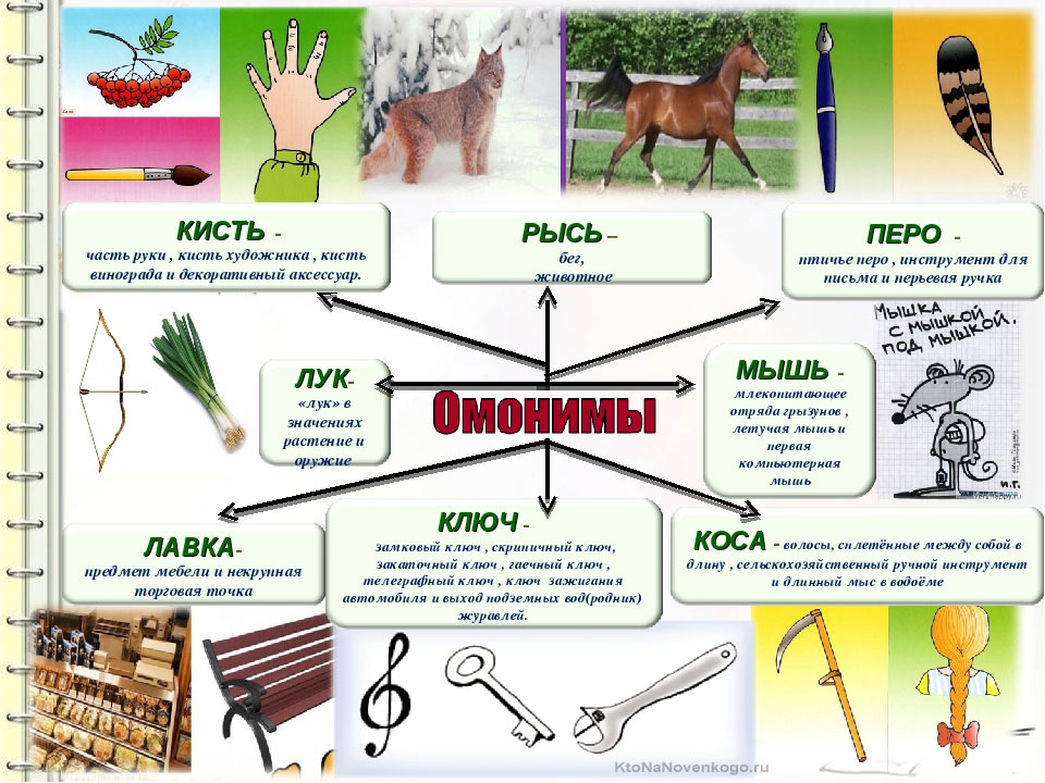 Что такое омонимы в русском языке - примеры