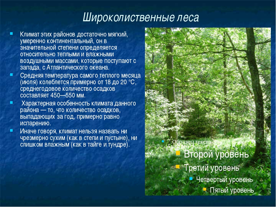 Широколиственные леса россии. фото, географическое положение, климат, животные, растительный мир