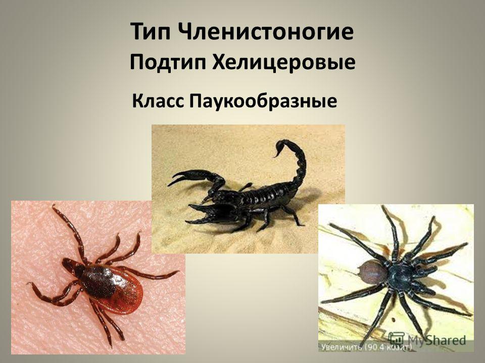 Внутреннее строение насекомых | справочник пестициды.ru