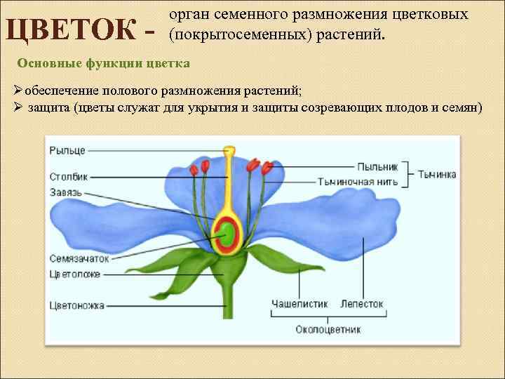 Половое размножение цветковых растений обеспечивают органы