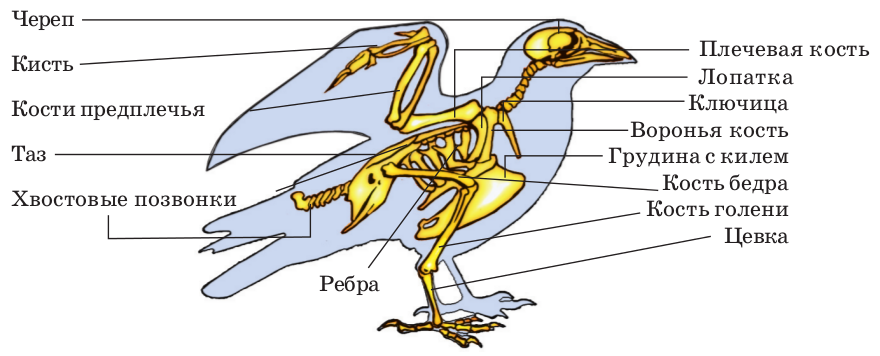 Используя рисунок 132 составьте план ответа о внутреннем строении птиц биология 7 класс
