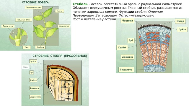 Внутреннее строение стебля: схема поперечного среза растений, основные функции главных частей