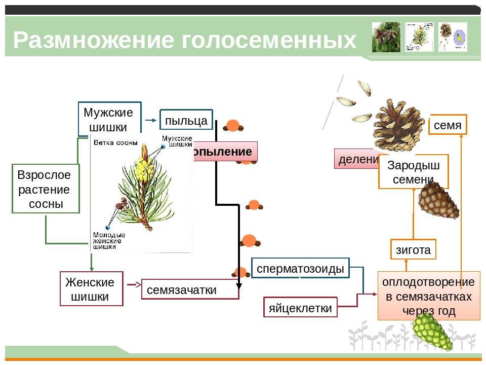 Особенности и схема размножения голосеменных растений - tarologiay.ru