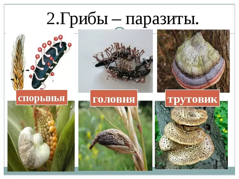 Грибы-паразиты (биология, 5 класс) - виды, характеристика и примеры с названиями