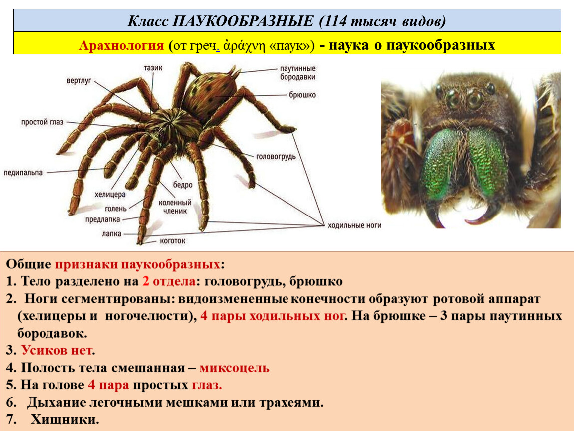 Биология паукообразные тест
