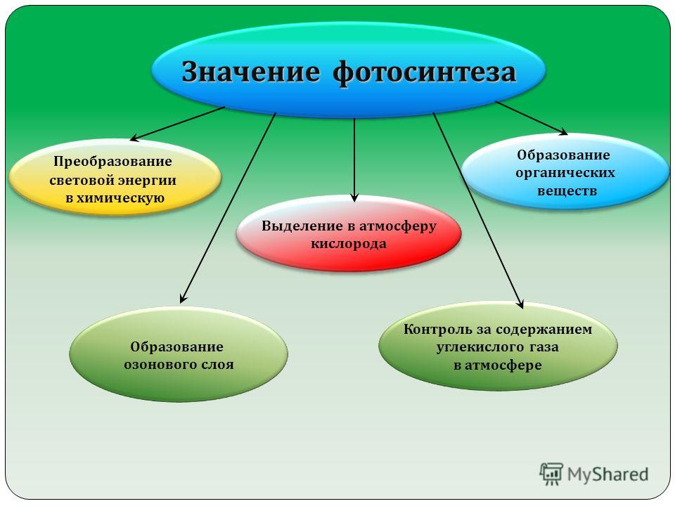 Значение фотосинтеза. значение фотосинтеза в природе. результат фотосинтеза :: syl.ru