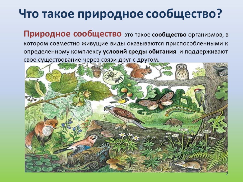 Конспект урока понятие о природном сообществе. Природные сообщества. Название природного сообщества. Природное сообщество окружающий мир. Природное сообщество сад.
