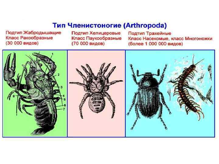 Тип членистоногие (arthropoda), класс ракообразные (crustacea)