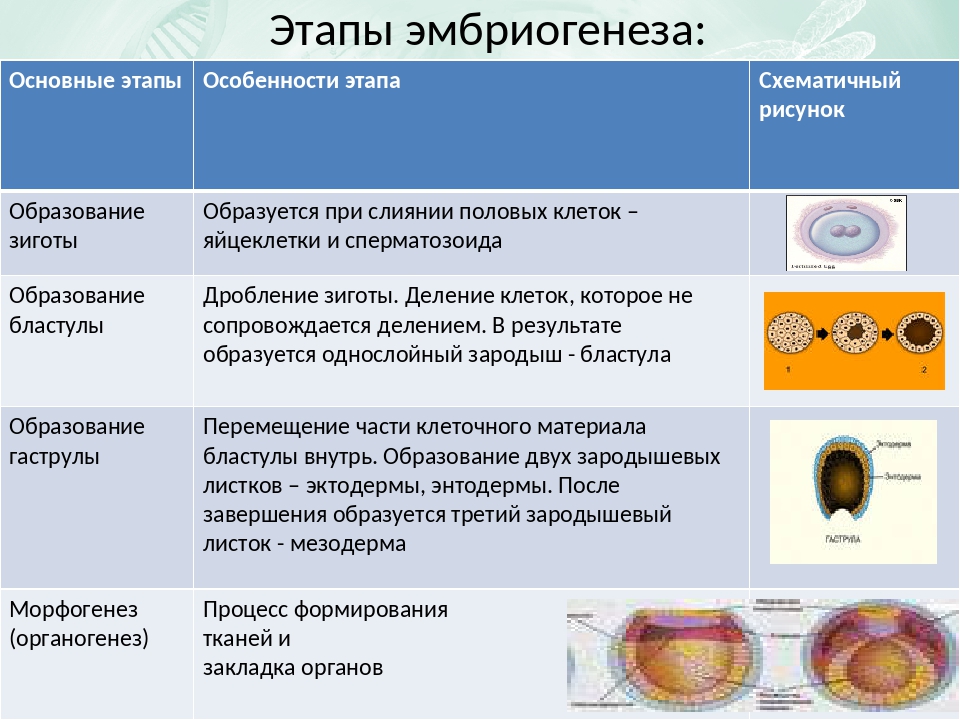 Три стадии характеризующие стадию органогенеза. Стадии эмбриогенеза характеристика. Основные этапы эмбриогенеза таблица. Характеристика этапов эмбриогенеза. Эмбриональный период развития. Гаструла это.