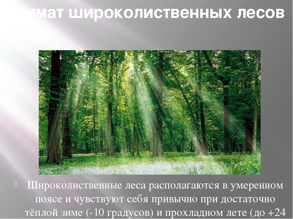 Смешанные и широколиственные леса - характеристика природной зоны