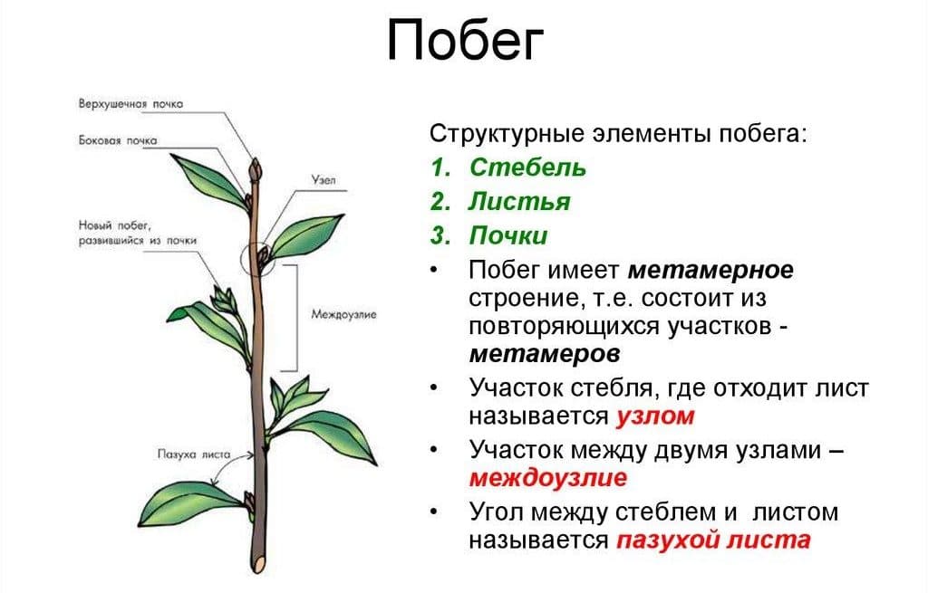 Строение стебля функции и значение стебля для жизни растения