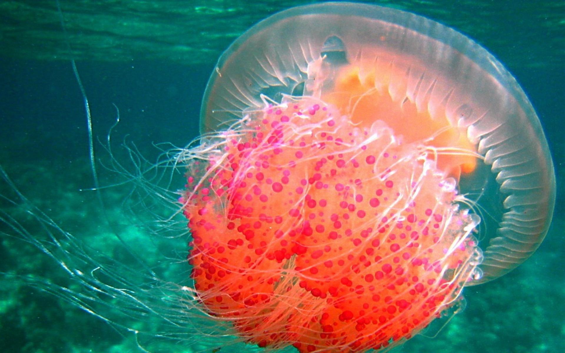 Самые необычные удивительные медузы в мире