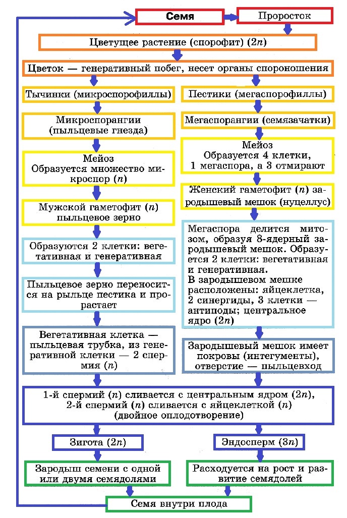 Цикл развития покрытосеменных схема с описанием