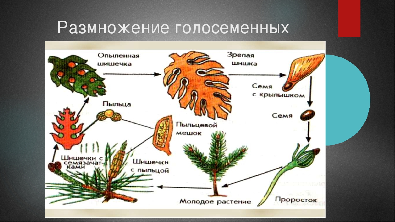 Размножение голосеменных и покрытосеменных растений