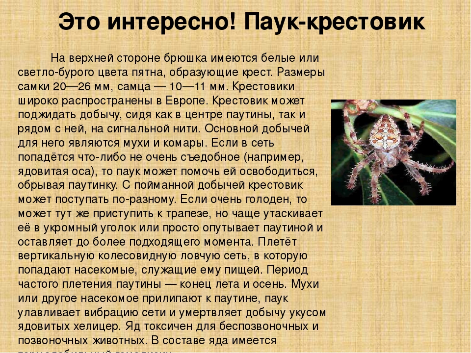 Виды пауков. описание, названия, фото, особенности строения и поведения видов пауков | животный мир