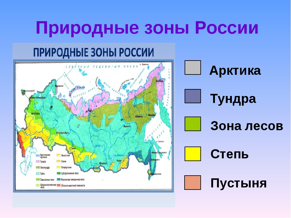 Особенности природных зон Челябинской области, описание растительного и животного мира региона Какие природные зоны присутствуют в краю и чем они отличаются друг от друга