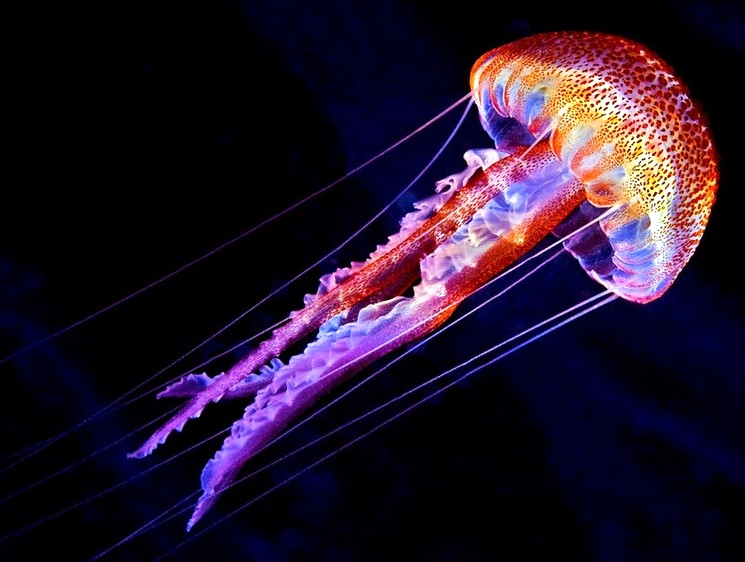 Медуза – уникальный представитель морской фауны (фото и видео)