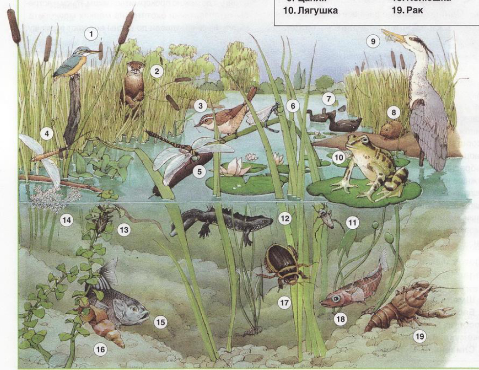 Природные сообщества и их обитатели. Биоценоз и экосистема. Биоценоз пресноводного пруда. Обитатели пресных вод. Экосистемы для дошкольников.