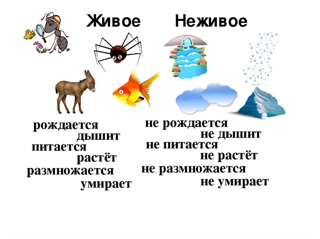 Живая и неживая природа определение, отличие, признаки, примеры явлений и предметов - tarologiay.ru