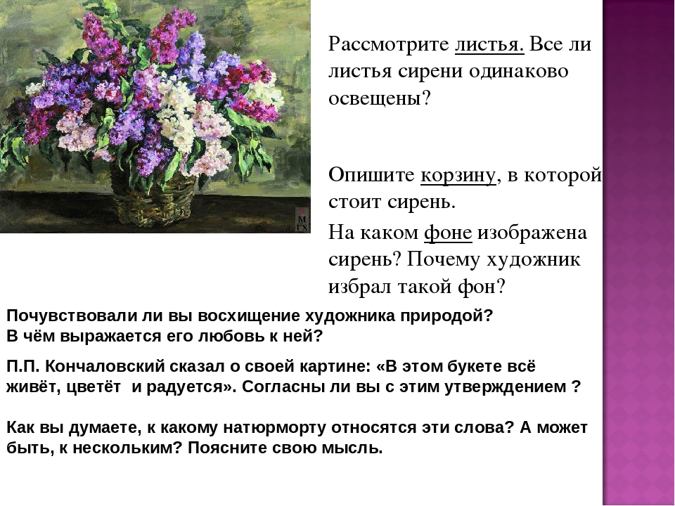 Сочинение-описание картины сирень в корзине кончаловского для 5, 7 класса