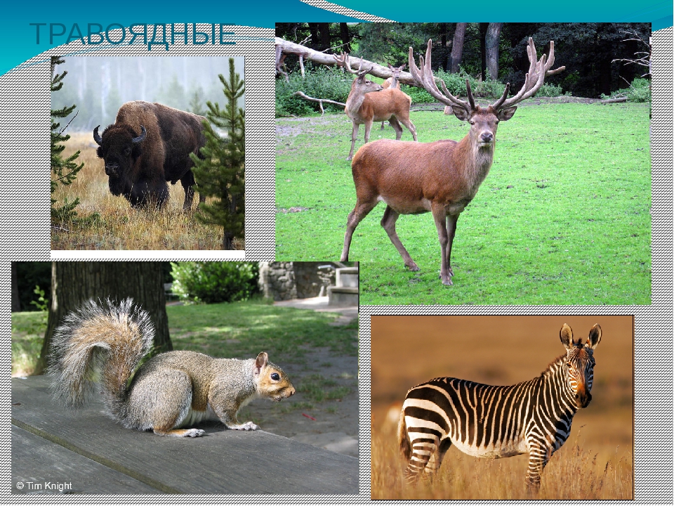 Список и описание самых распространённых млекопитающих травоядных животных
