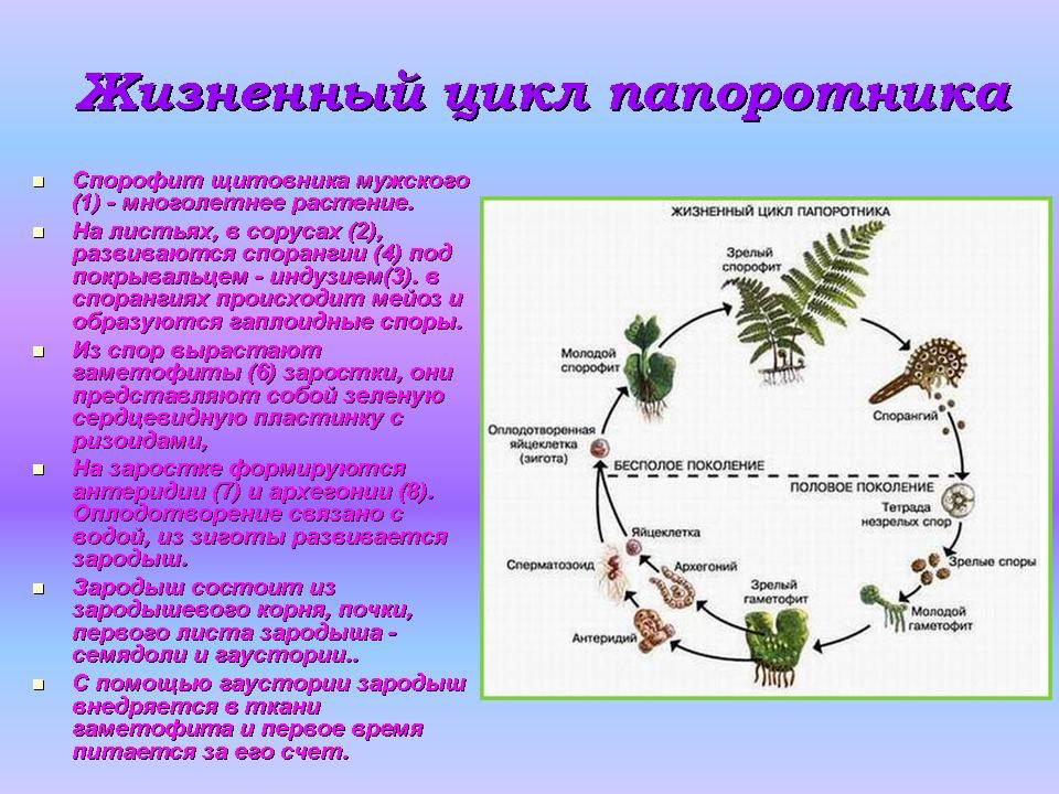 Классификация ⚠️ растений: уровни, порядок и характеристики