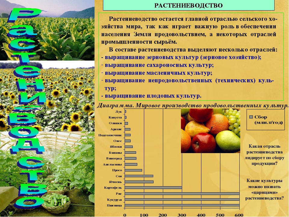 § 5. животноводство. зональная специализация сельского хозяйства россии